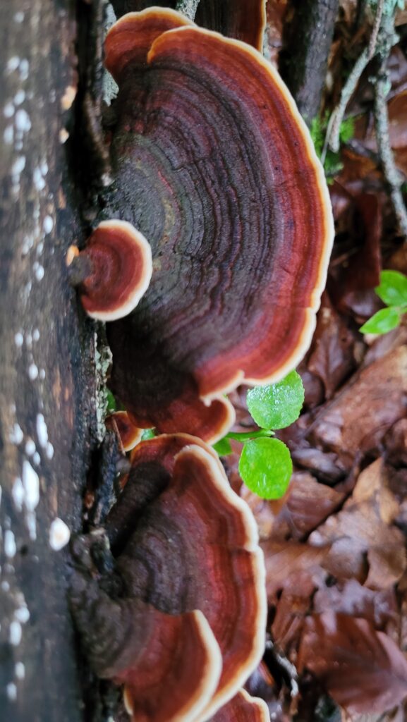 Close-up of Trametes sp. fruiting bodies growing on a decaying tree trunk in a temperate forest, showing their distinctive concentric bands and wood-decaying habit.