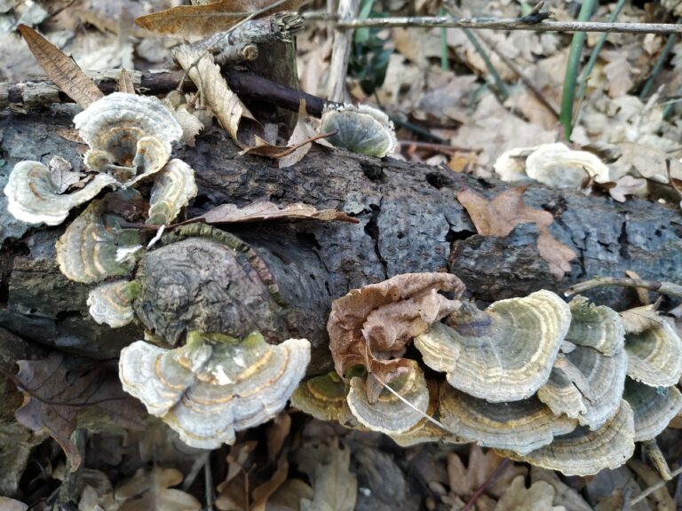 Colorful bracket fungi growing in overlapping clusters on a fallen hardwood branch in a deciduous forest, illustrating wood decomposition and nutrient cycling