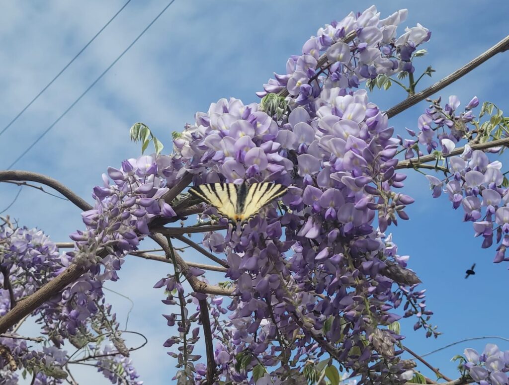 Leptir među visećim cvetovima rascvetale glicinije.