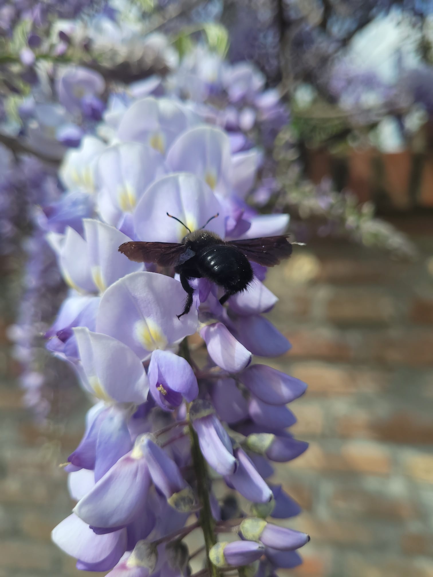 Carpenter bee (Xylocopa sp.) feeding on wisteria flowers in a spring garden