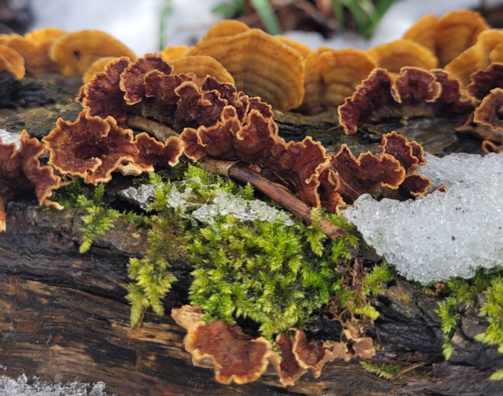 Colorful bracket fungi growing on a decaying log among moss and melting snow in a temperate forest, illustrating wood decomposition during winter.