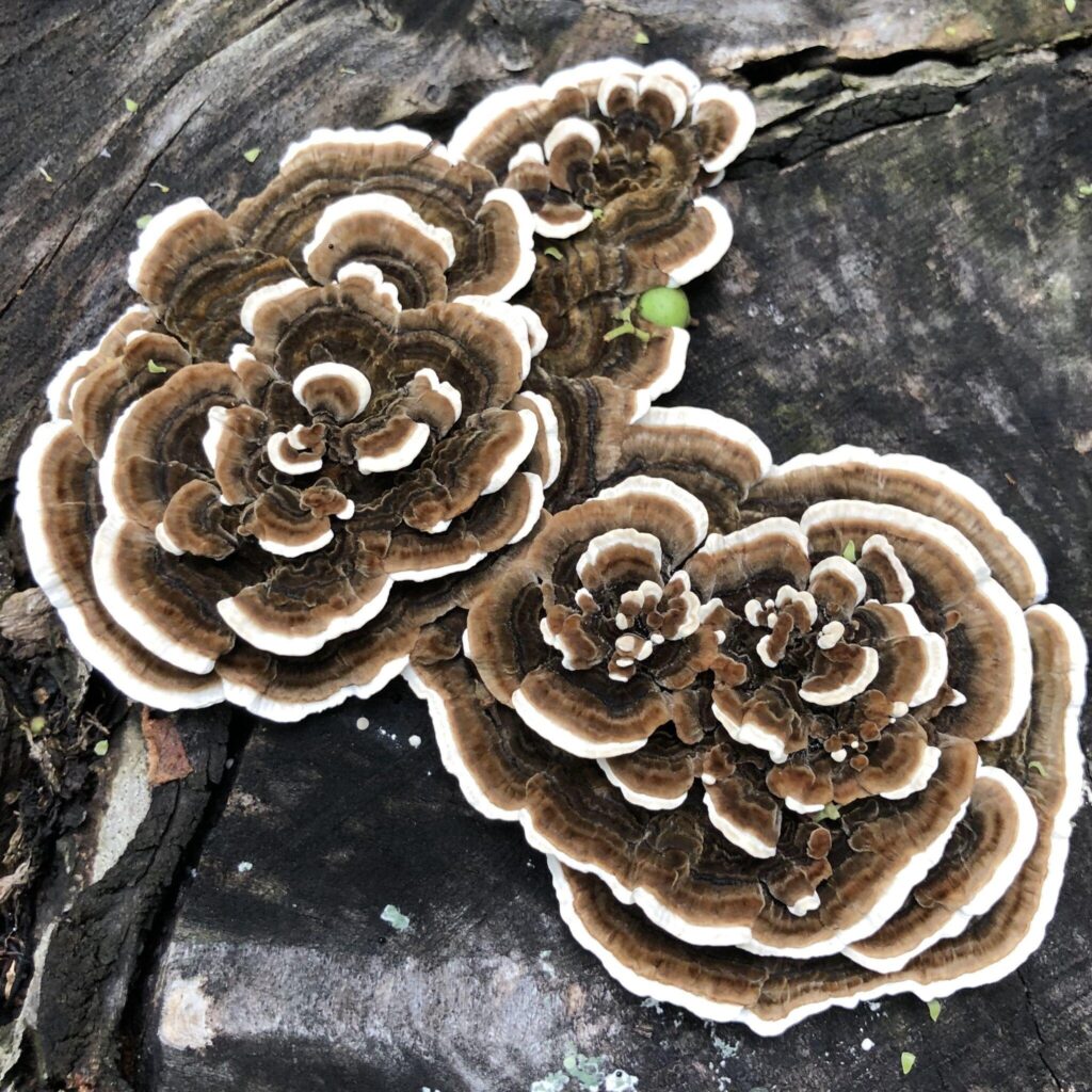 Turkey Tail, comes from its resemblance to the tail feathers of a wild turkey. weathered fruit bodies in winter.