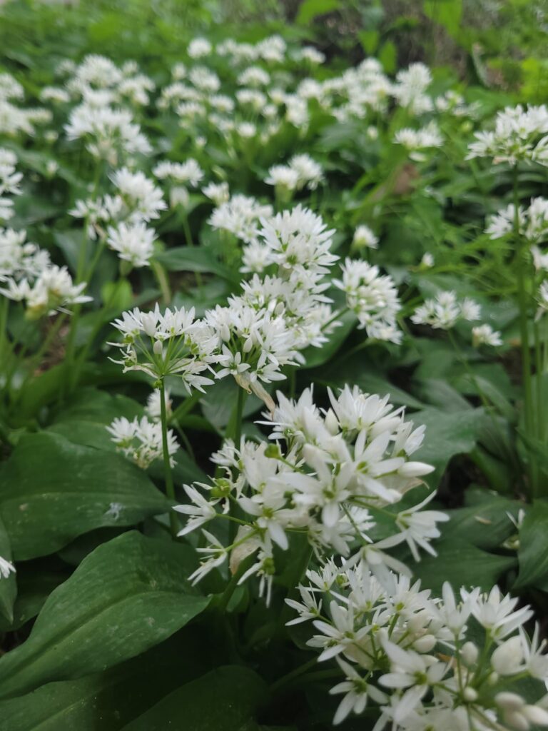 Flowering wild garlic (Allium ursinum) growing beneath a tree with characteristic white flowers and broad leaves.