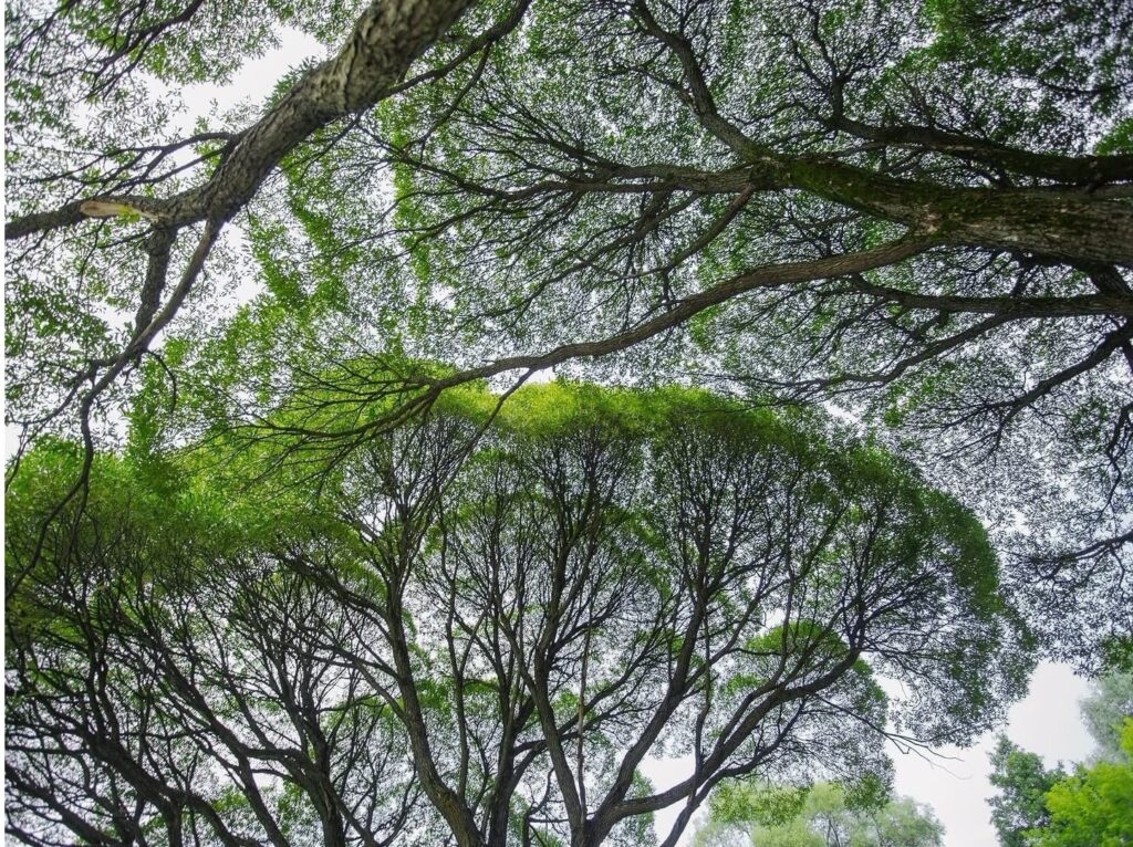 Tree canopies and branching crowns forming interconnected patterns above the forest.