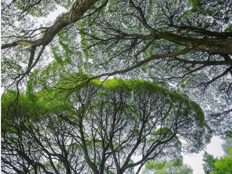 Tree canopies and branching crowns forming interconnected patterns above the forest.