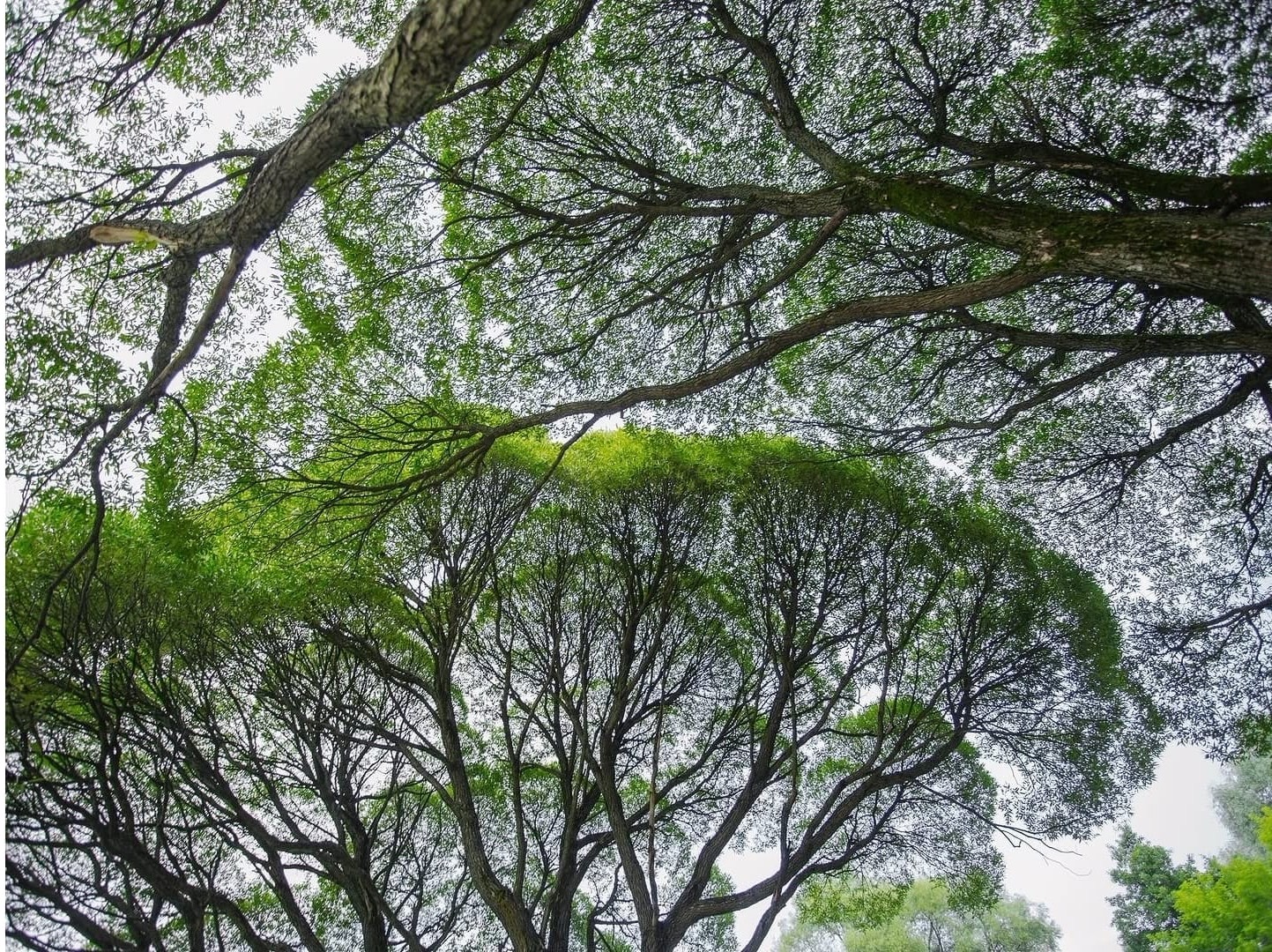 Tree canopies and branching crowns forming interconnected patterns above the forest.