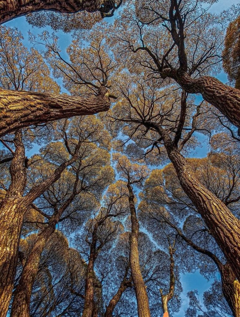 Golden autumn tree canopy viewed from below with branching crowns and sunlight filtering through the leaves