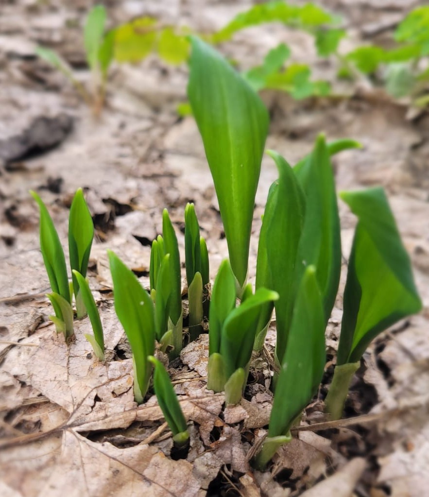 “Young wild garlic (Allium ursinum) shoots emerging through leaf litter on the forest floor during early spring.”