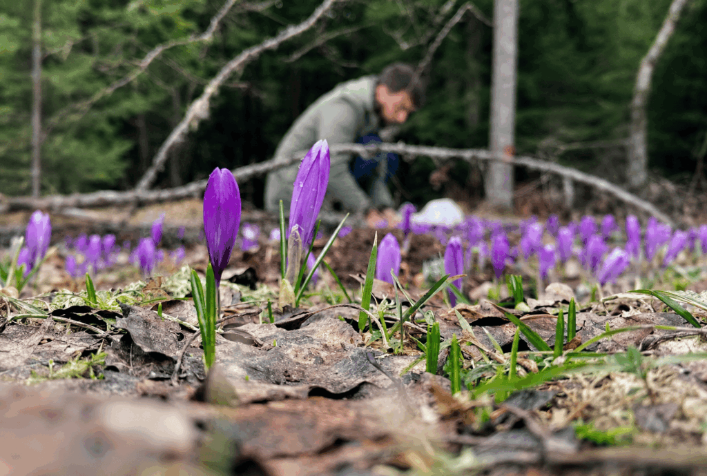Spring Forest Crocuses