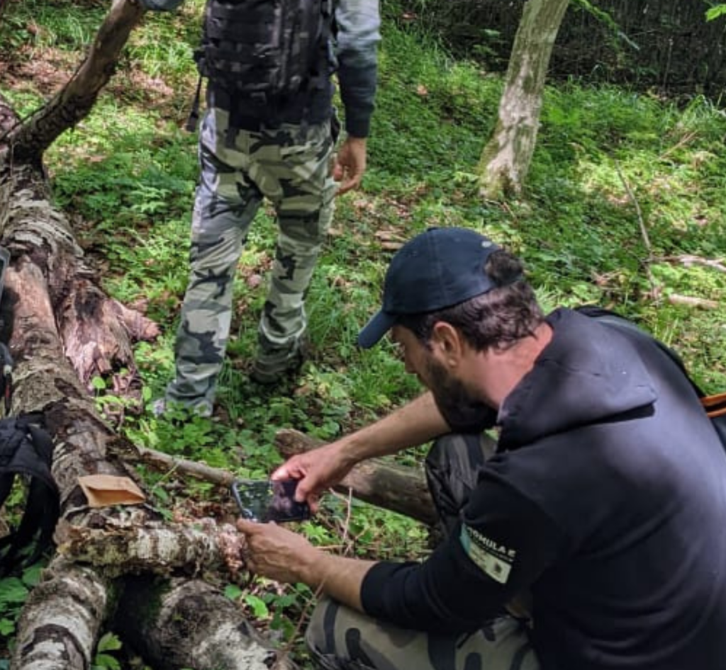 Forest exploration on dead wood