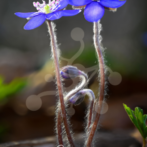 Two vivid blue common hepatica flowers (Hepatica nobilis) with emerging buds and finely haired stems illuminated by natural backlight.