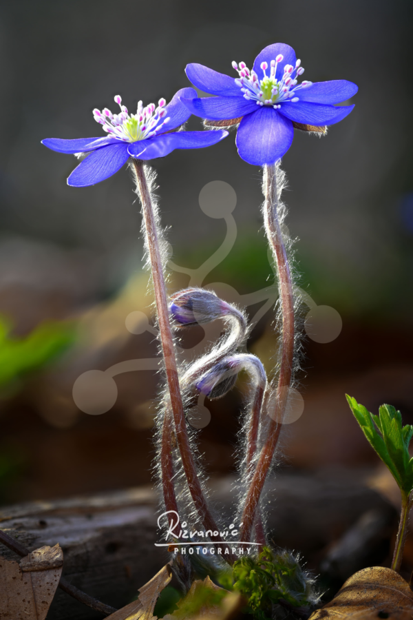 Two vivid blue common hepatica flowers (Hepatica nobilis) with emerging buds and finely haired stems illuminated by natural backlight.