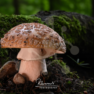 Forest Monument — Amanita (Amanita sp.) Solitary Amanita mushroom with a broad textured cap and pale stem growing among moss, stones and decaying forest material.