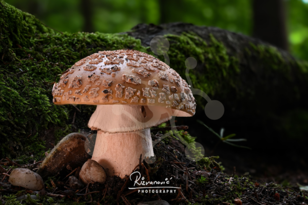 Forest Monument — Amanita (Amanita sp.) Solitary Amanita mushroom with a broad textured cap and pale stem growing among moss, stones and decaying forest material.