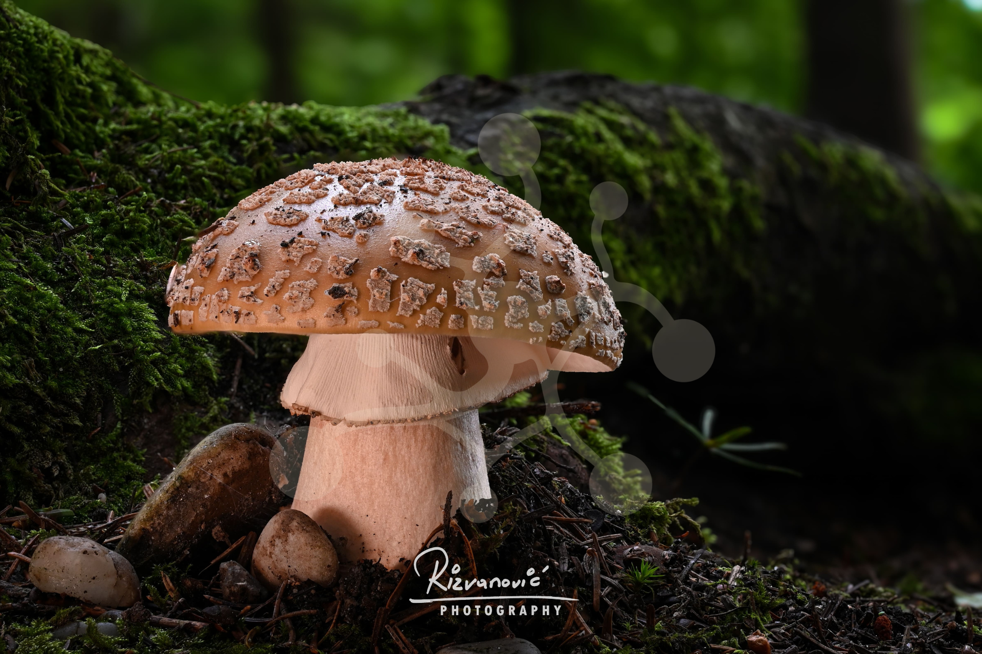 Solitary Amanita mushroom with a broad textured cap and pale stem growing among moss, stones and decaying forest material.