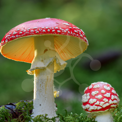 One Species, Two Moments — Fly Agaric (Amanita muscaria) Two fly agarics (Amanita muscaria) at different stages of development, showing contrasting cap shape, size and maturity on the forest floor.