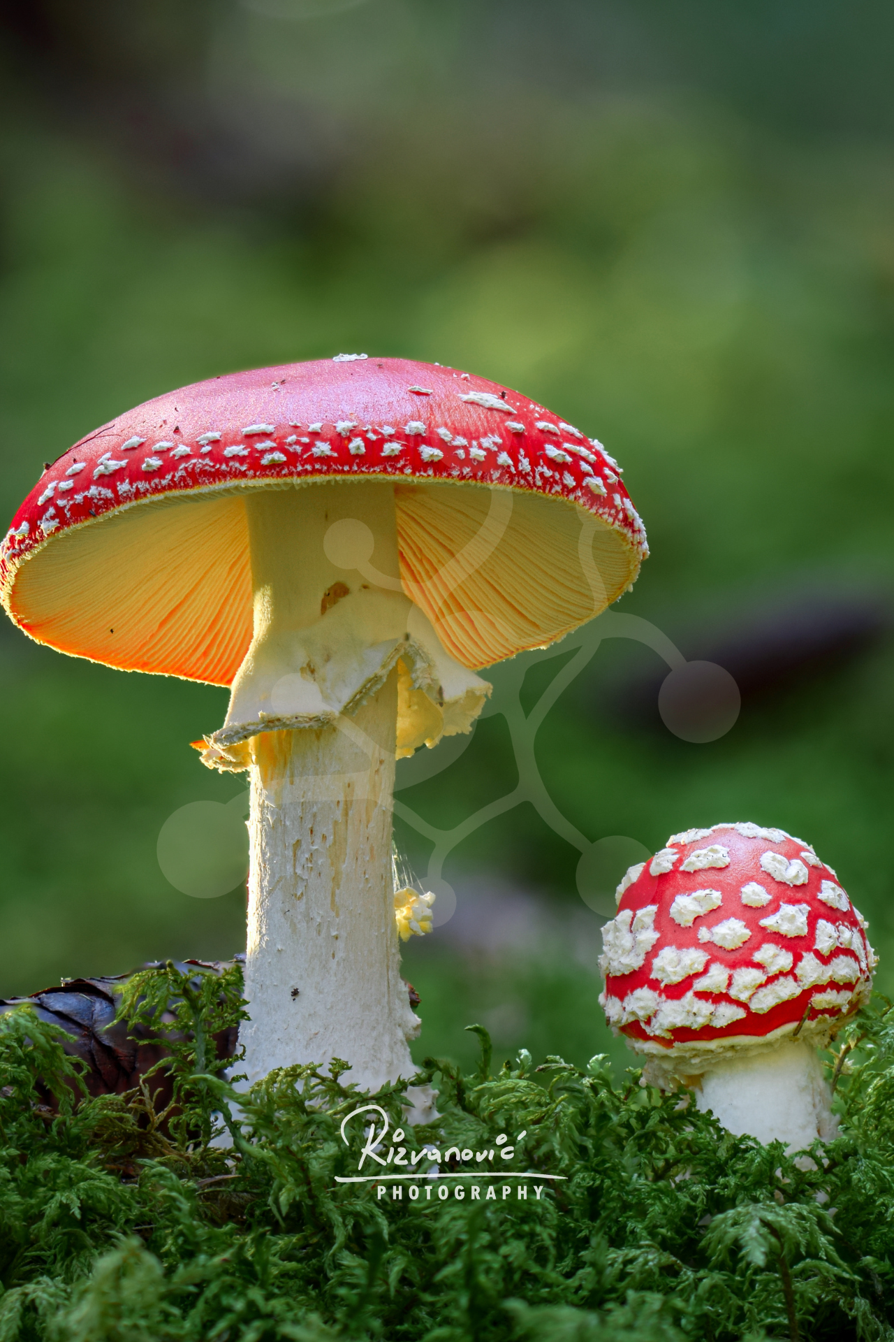 Two fly agarics (Amanita muscaria) at different stages of development, showing contrasting cap shape, size and maturity on the forest floor.
