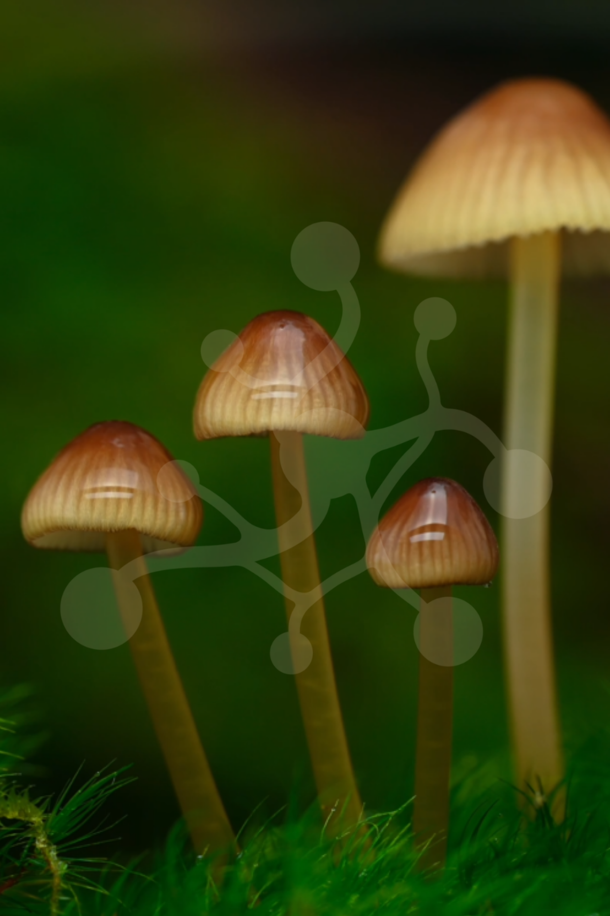 Bonnet mushrooms (Mycena sp.) emerging through moss in a time-lapse nature video preview