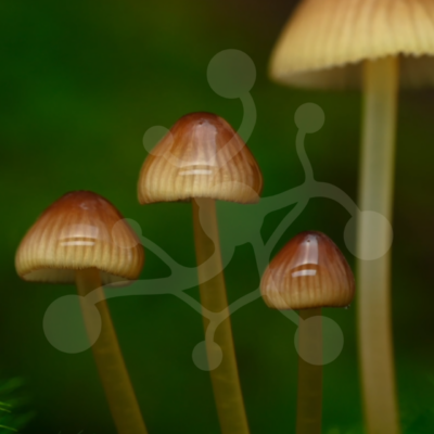 Bonnet mushrooms (Mycena sp.) emerging through moss in a time-lapse nature video preview