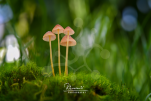 delicate-bonnet-mushrooms-mycena-