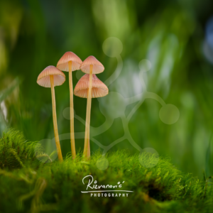 delicate-bonnet-mushrooms-mycena-