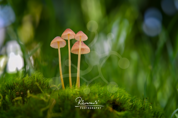 delicate-bonnet-mushrooms-mycena-