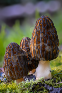 Three morel mushrooms (Morchella sp.) with deeply ridged, honeycomb-like caps growing among moss on the forest floor.