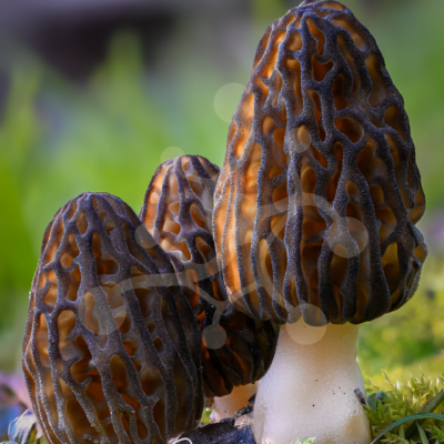 Three morel mushrooms (Morchella sp.) with deeply ridged, honeycomb-like caps growing among moss on the forest floor.