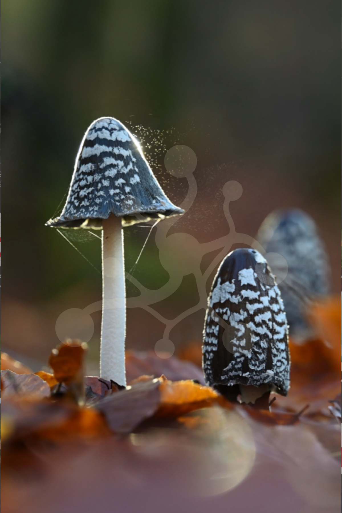 Between Light and Leaf – Magpie Inkcaps Video preview Magpie Inkcaps (Coprinopsis picacea) among autumn leaves in macro nature video