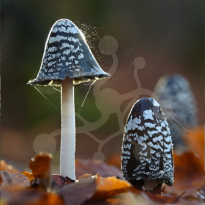 Between Light and Leaf – Magpie Inkcaps Video preview Magpie Inkcaps (Coprinopsis picacea) among autumn leaves in macro nature video