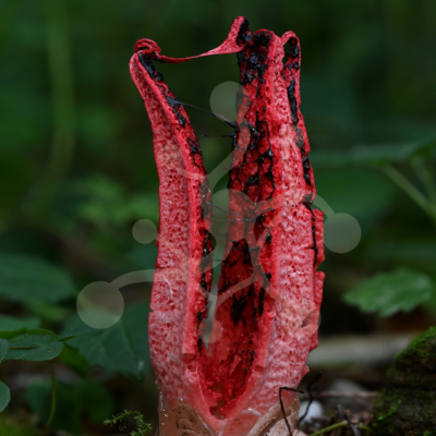 Tension in Red — Devil’s Fingers (Clathrus archeri) Emerging Devil’s Fingers fungus (Clathrus archeri) with vivid red arms and dark spore-bearing surfaces on the forest floor.