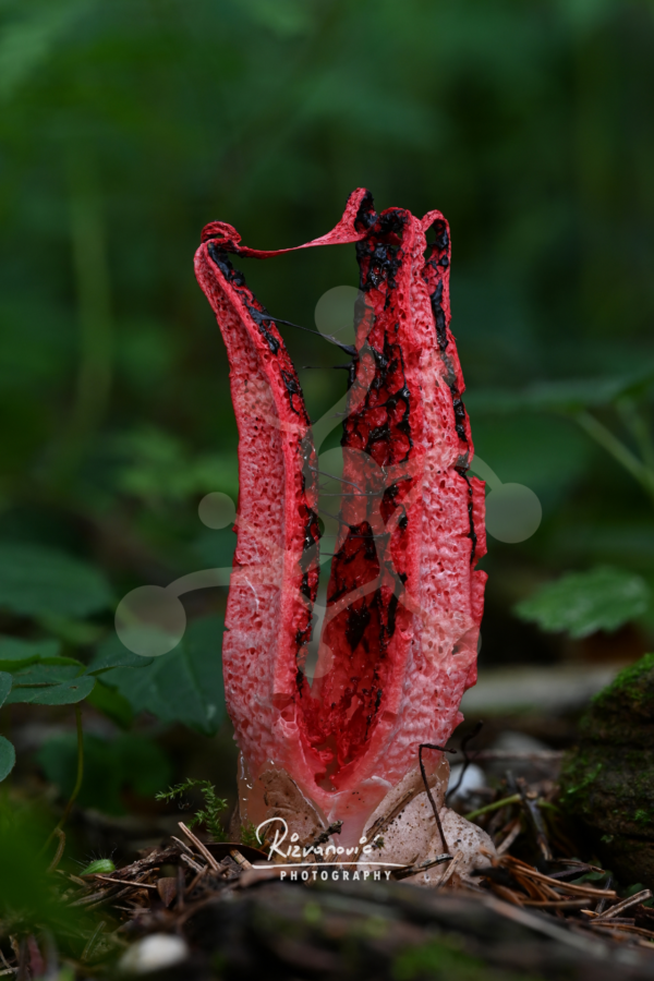 Emerging Devil’s Fingers fungus (Clathrus archeri) with vivid red arms and dark spore-bearing surfaces on the forest floor.