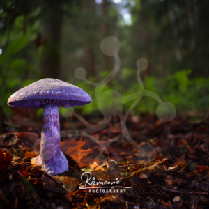 A solitary violet webcap mushroom (Cortinarius sp.) rises from a carpet of fallen leaves, its richly coloured cap and gills standing out against the muted tones of the surrounding woodland.