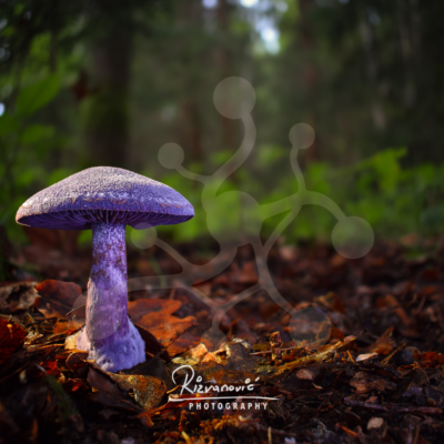 Violet Webcap Mushroom_Cortinarius sp. A solitary violet webcap mushroom (Cortinarius sp.) rises from a carpet of fallen leaves, its richly coloured cap and gills standing out against the muted tones of the surrounding woodland.
