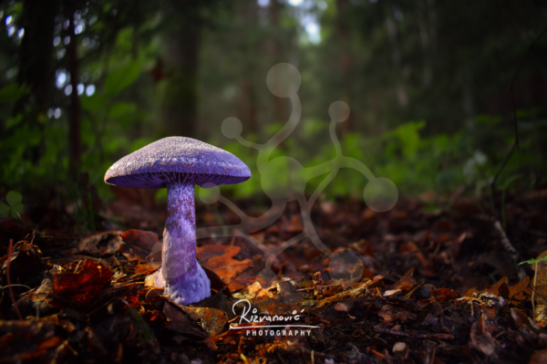 A solitary violet webcap mushroom (Cortinarius sp.) rises from a carpet of fallen leaves, its richly coloured cap and gills standing out against the muted tones of the surrounding woodland.