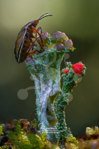 Forest insect perched on a lichen-covered structure with pale green textures, rounded growths and vivid red details.