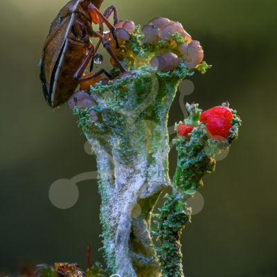 Forest insect perched on a lichen-covered structure with pale green textures, rounded growths and vivid red details.
