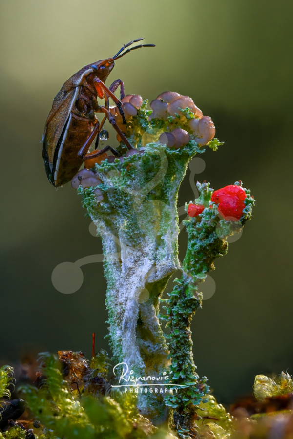 Forest insect perched on a lichen-covered structure with pale green textures, rounded growths and vivid red details.