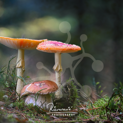 Two fly agarics and a bolete growing together on a moss-covered forest floor, showing contrasting cap shapes, heights and fungal forms.