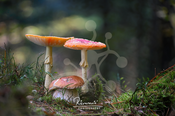 Two fly agarics and a bolete growing together on a moss-covered forest floor, showing contrasting cap shapes, heights and fungal forms.