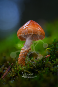 Woodland mushroom with a glossy rain-covered brown cap and pale gills growing among vivid green moss.