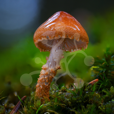 Woodland mushroom with a glossy rain-covered brown cap and pale gills growing among vivid green moss.