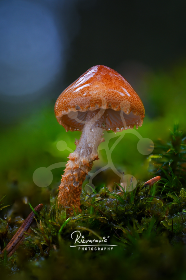 Woodland mushroom with a glossy rain-covered brown cap and pale gills growing among vivid green moss.