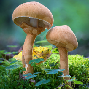 Two honey mushrooms (Armillaria sp.) with warm amber-brown caps and slender stems growing at different heights on the forest floor.