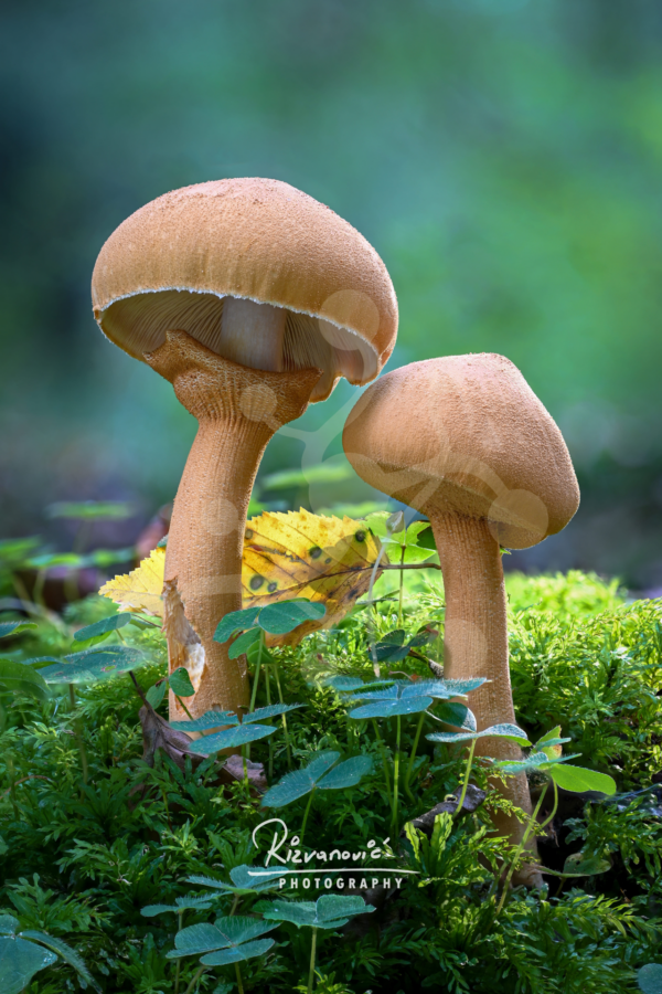 Two honey mushrooms (Armillaria sp.) with warm amber-brown caps and slender stems growing at different heights on the forest floor.