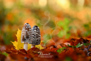 Two inkcap mushrooms with patterned brown caps growing among orange and yellow fallen leaves on the forest floor.
