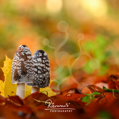 Two inkcap mushrooms with patterned brown caps growing among orange and yellow fallen leaves on the forest floor.