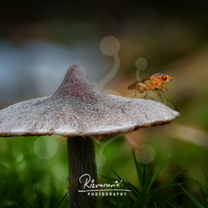 Small orange fly resting on the finely fibrous cap of an Inocybe mushroom against a softly blurred woodland background.