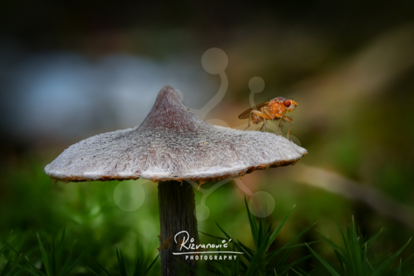 Small orange fly resting on the finely fibrous cap of an Inocybe mushroom against a softly blurred woodland background.
