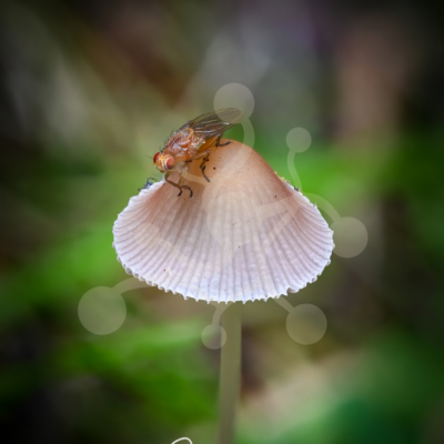 Delicate Balance — Pleated Inkcap and Fly (Parasola sp.) Small fly resting on the finely pleated cap of a Parasola mushroom against a softly blurred woodland background.